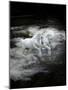 Dream Horses 070-Bob Langrish-Mounted Photographic Print