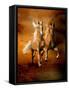 Dream Horses 075-Bob Langrish-Framed Stretched Canvas