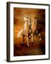 Dream Horses 075-Bob Langrish-Framed Photographic Print