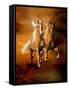 Dream Horses 075-Bob Langrish-Framed Stretched Canvas
