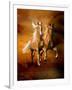 Dream Horses 075-Bob Langrish-Framed Photographic Print