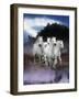Dream Horses 078-Bob Langrish-Framed Photographic Print