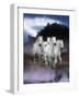 Dream Horses 078-Bob Langrish-Framed Photographic Print