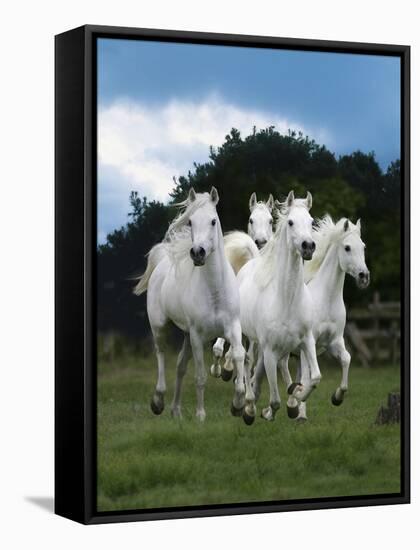 Dream Horses 079-Bob Langrish-Framed Stretched Canvas