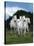 Dream Horses 079-Bob Langrish-Stretched Canvas