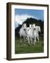 Dream Horses 079-Bob Langrish-Framed Photographic Print