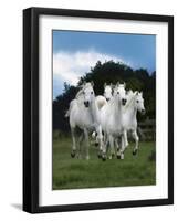 Dream Horses 079-Bob Langrish-Framed Photographic Print