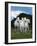 Dream Horses 079-Bob Langrish-Framed Photographic Print