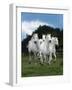 Dream Horses 079-Bob Langrish-Framed Photographic Print