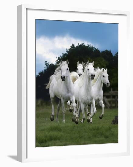 Dream Horses 079-Bob Langrish-Framed Photographic Print