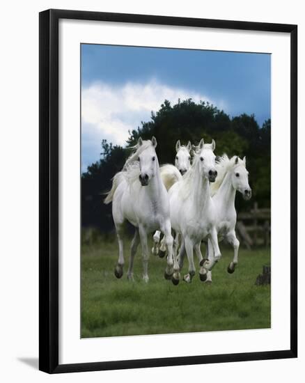 Dream Horses 079-Bob Langrish-Framed Photographic Print