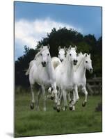 Dream Horses 079-Bob Langrish-Mounted Photographic Print