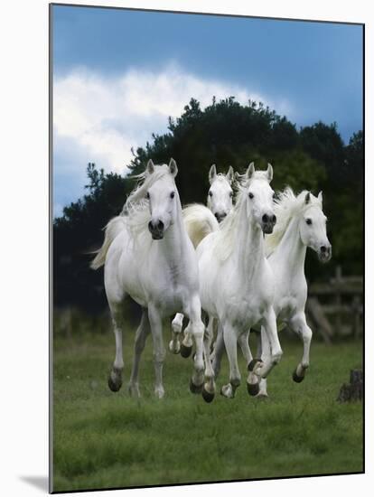 Dream Horses 079-Bob Langrish-Mounted Photographic Print