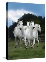 Dream Horses 079-Bob Langrish-Stretched Canvas