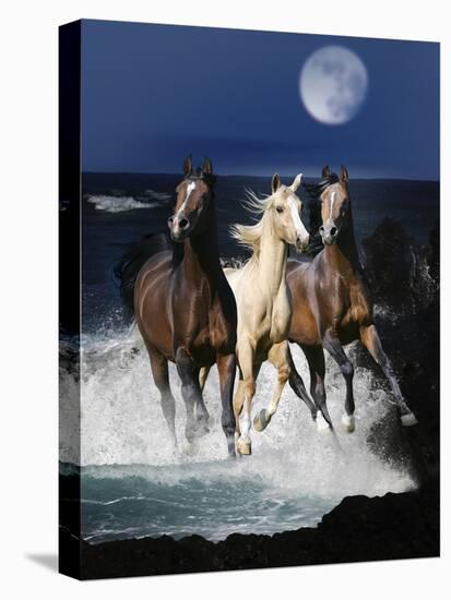 Dream Horses 080-Bob Langrish-Stretched Canvas