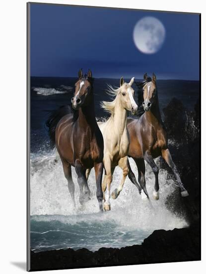 Dream Horses 080-Bob Langrish-Mounted Photographic Print