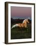 Dream Horses 081-Bob Langrish-Framed Photographic Print