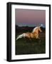Dream Horses 081-Bob Langrish-Framed Photographic Print