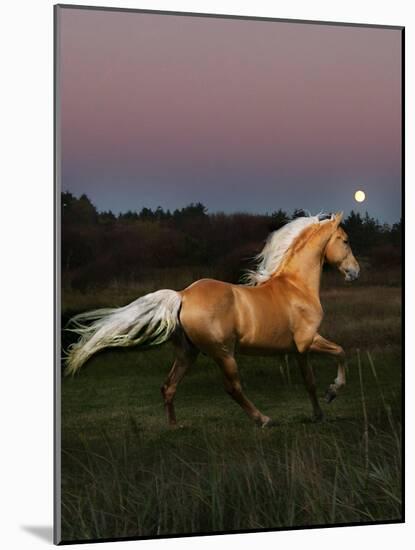 Dream Horses 081-Bob Langrish-Mounted Photographic Print
