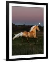 Dream Horses 081-Bob Langrish-Framed Photographic Print