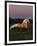 Dream Horses 081-Bob Langrish-Framed Photographic Print