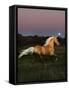 Dream Horses 081-Bob Langrish-Framed Stretched Canvas