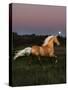 Dream Horses 081-Bob Langrish-Stretched Canvas