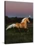 Dream Horses 081-Bob Langrish-Stretched Canvas