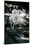 Dream Horses 082-Bob Langrish-Mounted Photographic Print