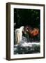 Dream Horses 085-Bob Langrish-Framed Photographic Print