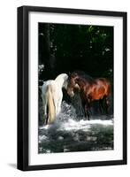 Dream Horses 085-Bob Langrish-Framed Photographic Print