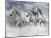 Dream Horses 087-Bob Langrish-Mounted Photographic Print