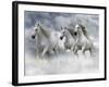 Dream Horses 087-Bob Langrish-Framed Photographic Print