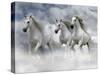 Dream Horses 087-Bob Langrish-Stretched Canvas