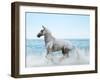 Dream Horses 092-Bob Langrish-Framed Photographic Print