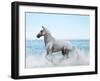 Dream Horses 092-Bob Langrish-Framed Photographic Print