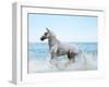 Dream Horses 092-Bob Langrish-Framed Photographic Print