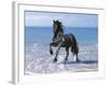 Dream Horses 095-Bob Langrish-Framed Photographic Print