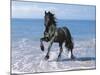 Dream Horses 095-Bob Langrish-Mounted Photographic Print