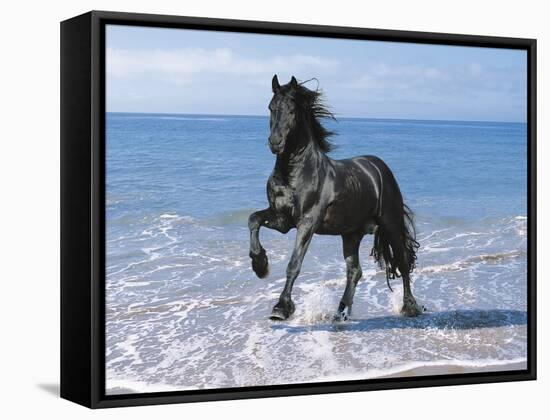 Dream Horses 095-Bob Langrish-Framed Stretched Canvas