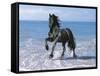 Dream Horses 095-Bob Langrish-Framed Stretched Canvas