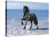 Dream Horses 095-Bob Langrish-Stretched Canvas