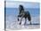 Dream Horses 095-Bob Langrish-Stretched Canvas