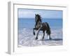 Dream Horses 095-Bob Langrish-Framed Photographic Print