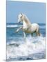 Dream Horses 097-Bob Langrish-Mounted Premium Photographic Print