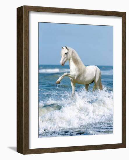 Dream Horses 097-Bob Langrish-Framed Photographic Print