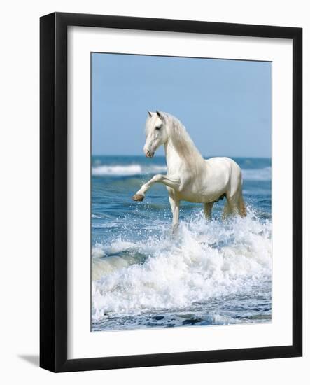 Dream Horses 097-Bob Langrish-Framed Photographic Print