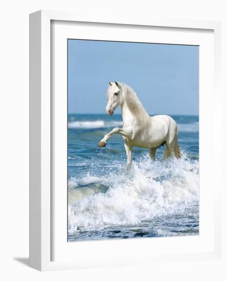 Dream Horses 097-Bob Langrish-Framed Photographic Print