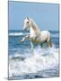 Dream Horses 097-Bob Langrish-Mounted Photographic Print