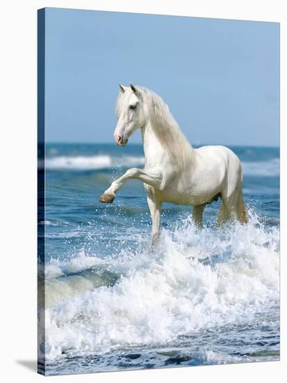 Dream Horses 097-Bob Langrish-Stretched Canvas